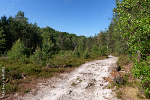 Hiking path in Rambouillet forest. Rochefort-en-Yvelines