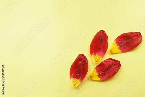 on yellow fogn laid out petals
 photo