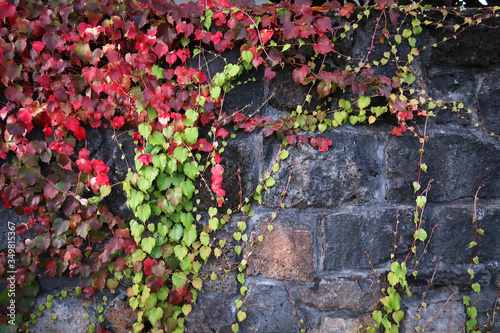 Climbing grape plant with red ivy leaves in fall on the old brick wall. Autumn seasonal texture