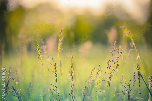 Closeup of meadow on natural background. Seasonal nature background concept. Beautiful summer meadow background. Inspirational nature closeup. 