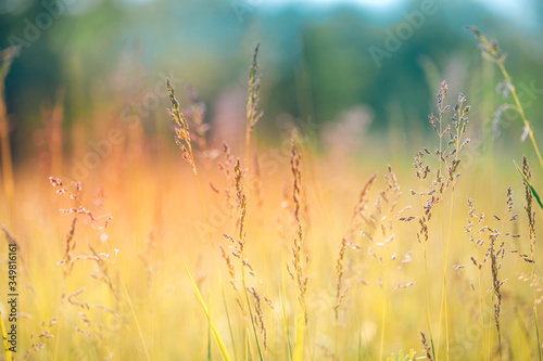 Beautiful close-up ecology nature landscape with meadow. Abstract grass background. Close up spring nature landscape blurred dream field meadow