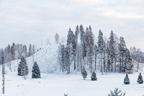 Snowy pine trees on a hill. Christmas mood.
