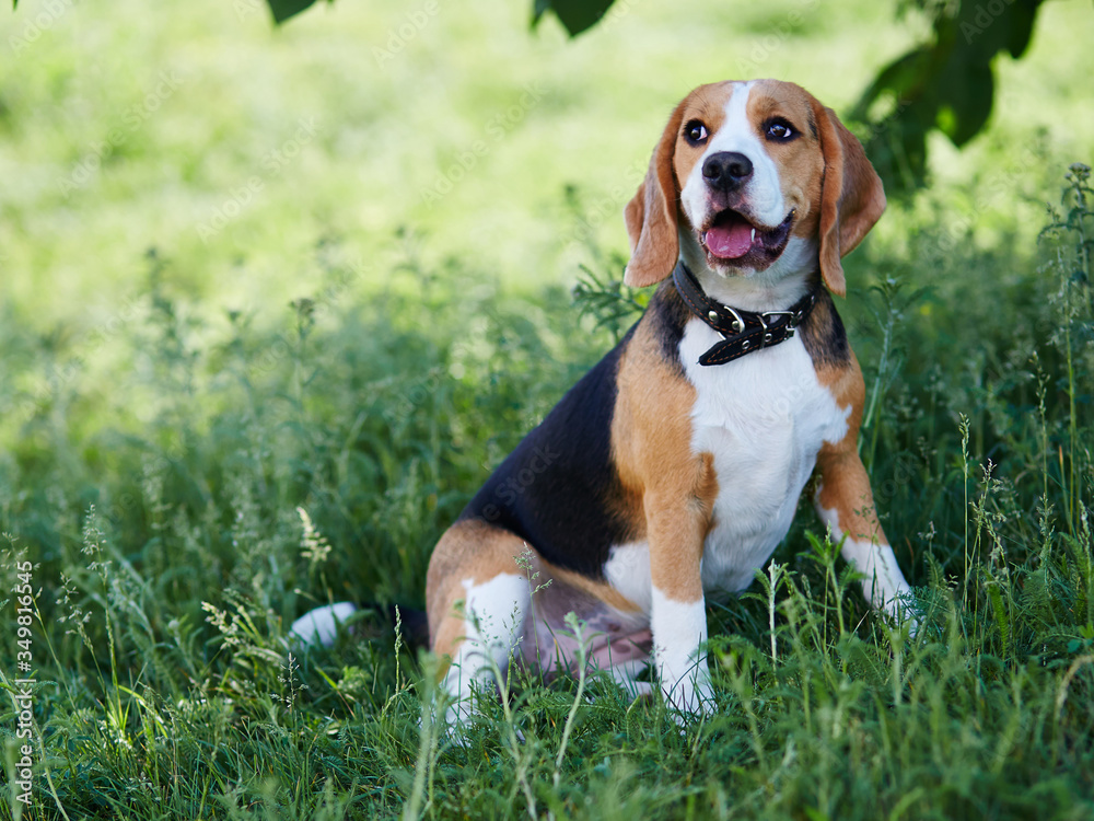 Dog Beagle dog sitting in the grass in the Park. Dog Beagle dog sitting in the grass in the Park.