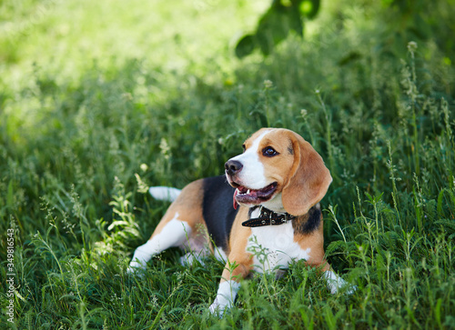 Dog Beagle resting in the grass in the park.