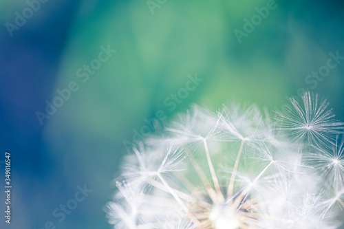 Closeup of meadow on natural background. Seasonal nature background concept. Beautiful summer meadow background. Inspirational nature closeup.
