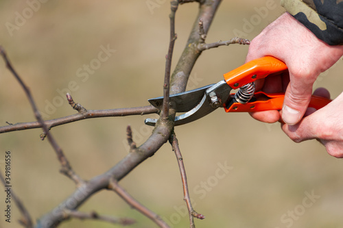 Spring pruning of trees.  Orchard care