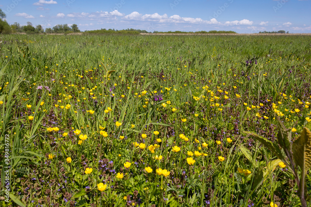 View of a wet meadow with many different plants and herbs.