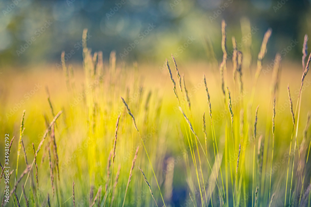Beautiful close-up ecology nature landscape with meadow. Abstract grass background. Close up spring nature landscape blurred dream field meadow