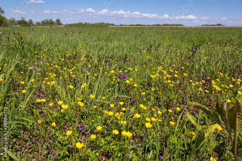 Obraz na płótnie View of a wet meadow with many different plants and herbs. w salonie