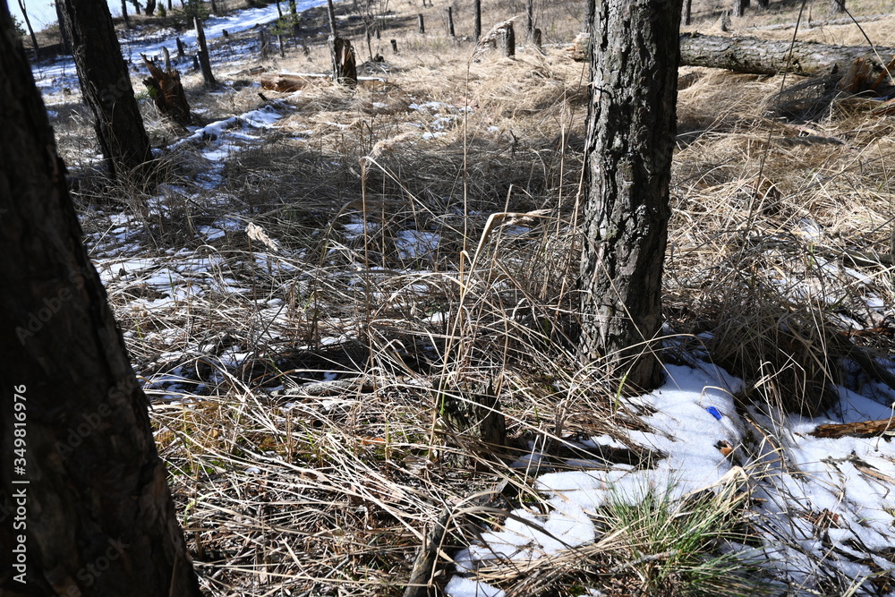 snow melts in the coniferous forest snow melts in the coniferous forest