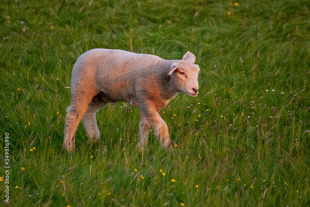 Artwork - A beautiful young sheep grazing in the pasture Artwork - A beautiful young sheep grazing in the pasture