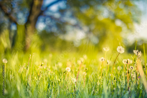 Fototapeta Naklejka Na Ścianę i Meble -  Sunny meadow with dandelions in summer or spring. Blur serene nature and blurred meadow field. 