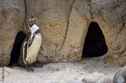 Penguin on the move photo