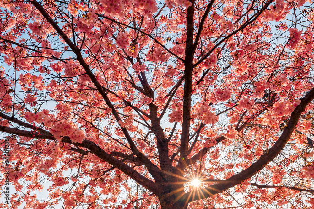 Spring blossom background. Beautiful nature scene with blooming tree on sunny day. Spring flowers. Beautiful orchard in Springtime. Abstract background Spring blossom background. Beautiful nature scene with blooming tree on sunny day. Spring flowers. Beautiful orchard in Springtime. Abstract background