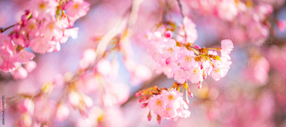 Beautiful floral spring abstract background of nature. Amazing colors as magical floral backdrop. Artistic nature closeup, vivid colors. Beautiful blooming flowers backdrop