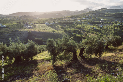 Olives tree in spring day outdoors image
