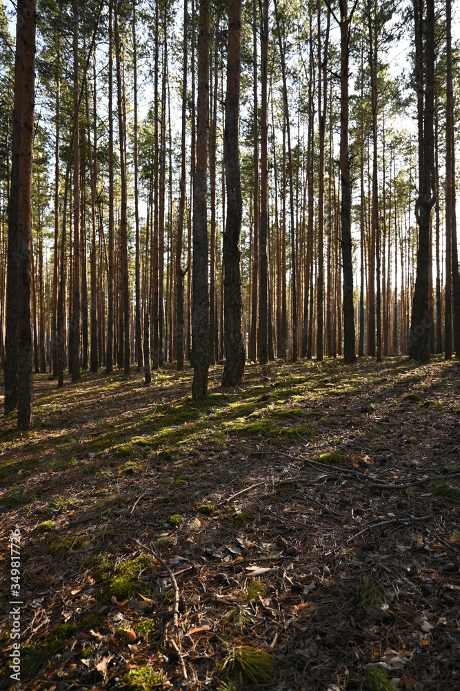 shadows from trees in a coniferous forest shadows from trees in a coniferous forest