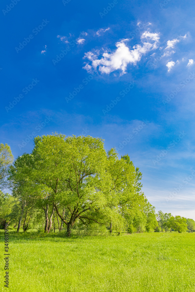Obraz premium Green grass on a meadow field. Spring summer vivid landscape. Giant tree with forest background, blue sky. Seasonal nature view, scenery of springtime, freshness and tranquility