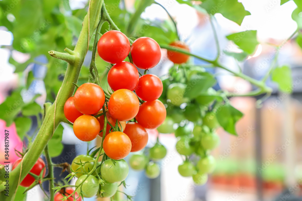 Locally Produced fresh organic fruits and vegetables (tomatoes) Locally Produced fresh organic fruits and vegetables (tomatoes)