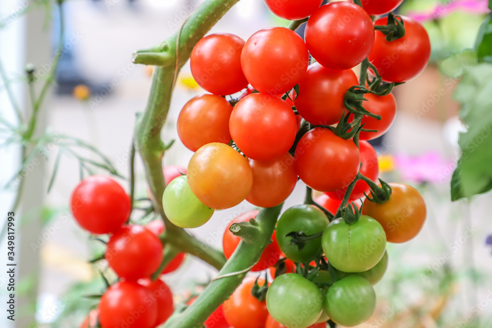 Locally Produced fresh organic fruits and vegetables (tomatoes)