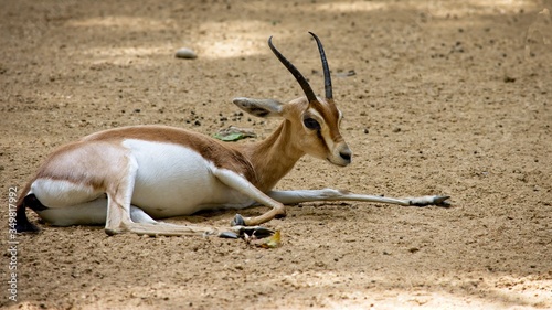 impala in relaxing photo