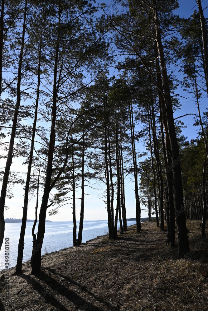 pine trees on the river Bank pine trees on the river Bank