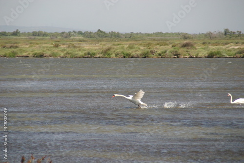 Schwan bei der Landung