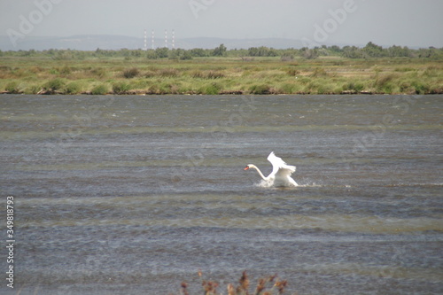Schwan bei der Landung