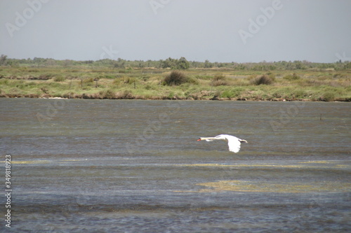 Schwan bei der Landung
