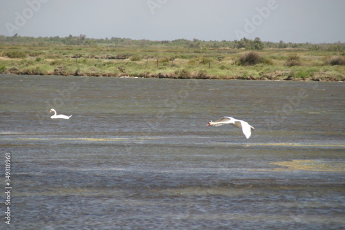 Schwan bei der Landung