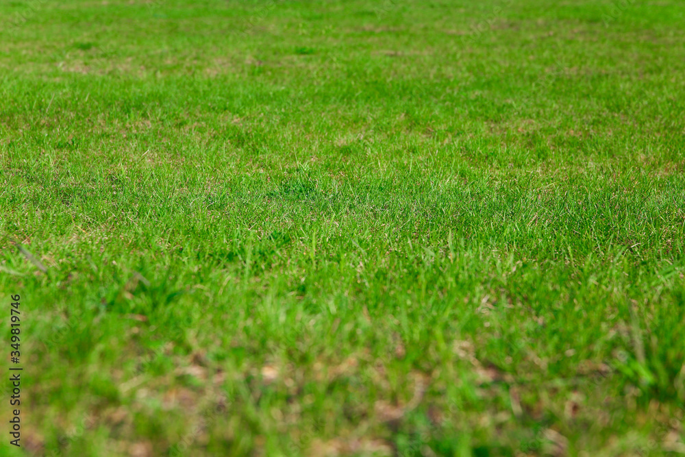 Natural background. Fresh green grass on the lawn Natural background. Fresh green grass on the lawn