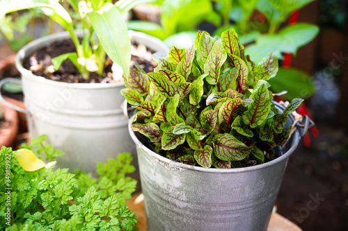 sorrel in a rustic metal pot as herb garden on the balcony for fresh cooking at home
