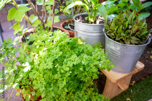 herbs in rustic metal pots as herb garden on the balcony for fresh cooking at home