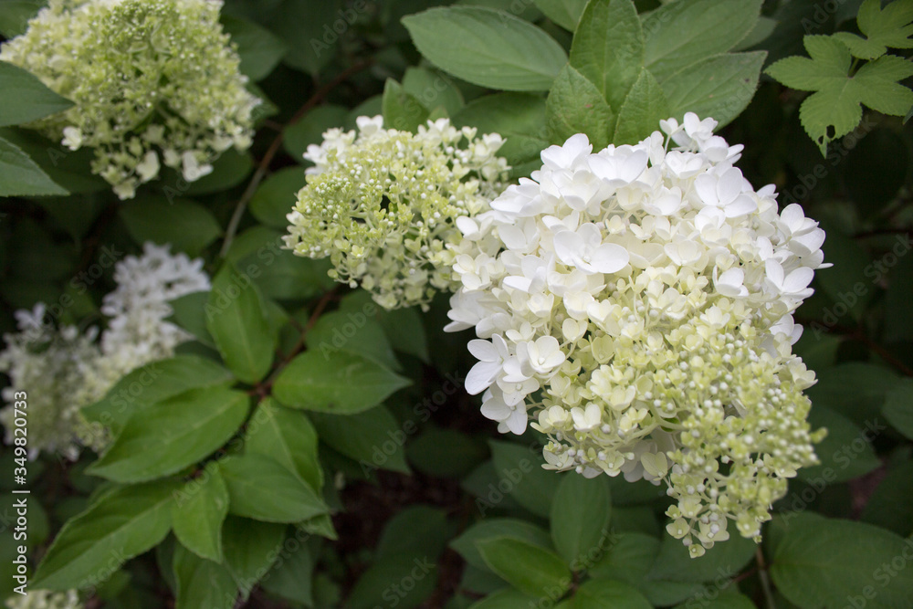 The name of this flower is Bigleaf hydrangea. The name of this flower is Bigleaf hydrangea.