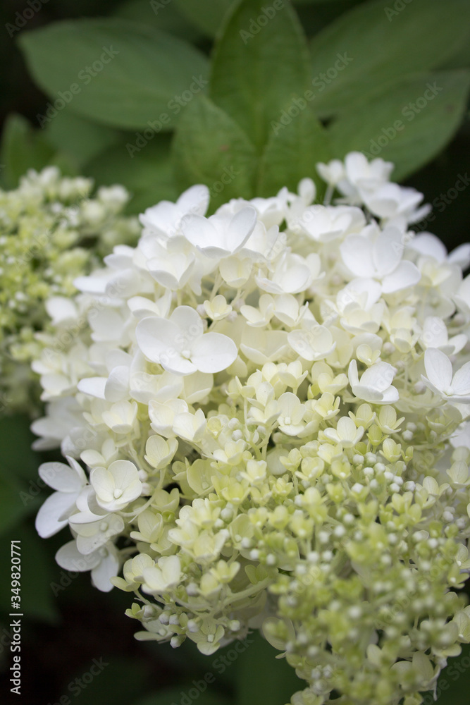 The name of this flower is Bigleaf hydrangea.
