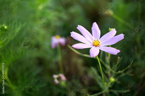 This pink flower is cosmos. © Oiastudio