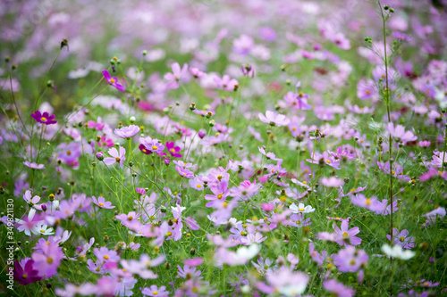 This pink flower is cosmos.