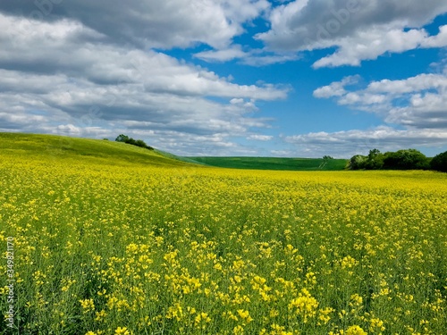 rapeseed field Poland 