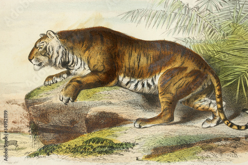 Tiger. Antique illustration. 1856.