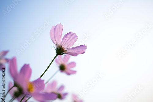 This pink flower is cosmos.