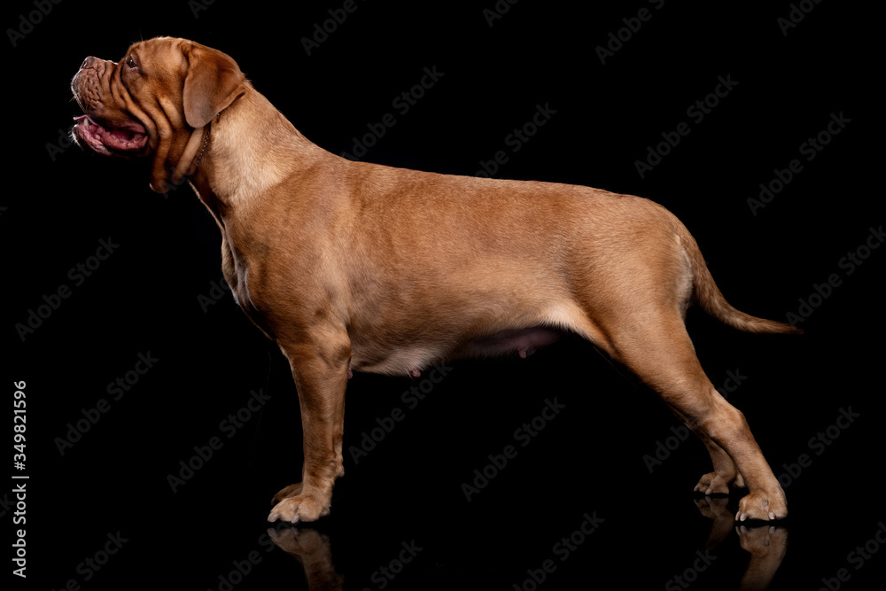 French Mastiff Dogue de Bordeaux Studio Shot French Mastiff Dogue de Bordeaux Studio Shot