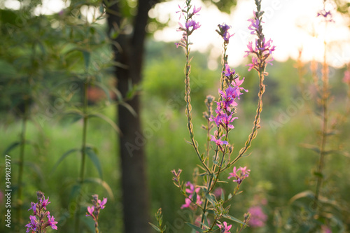This flower is loosestrife. It's in a park in Korea.
