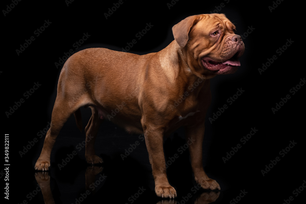 French Mastiff Dogue de Bordeaux Studio Shot French Mastiff Dogue de Bordeaux Studio Shot