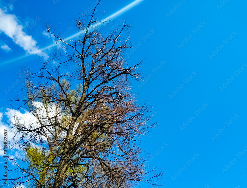 Tree branches with young leaves on a background of blue sky. Sunny day. Tree branches with young leaves on a background of blue sky. Sunny day.