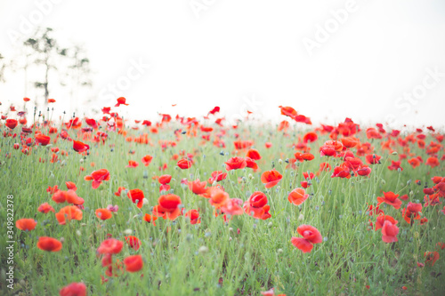 The name of this flower is Red poppies.