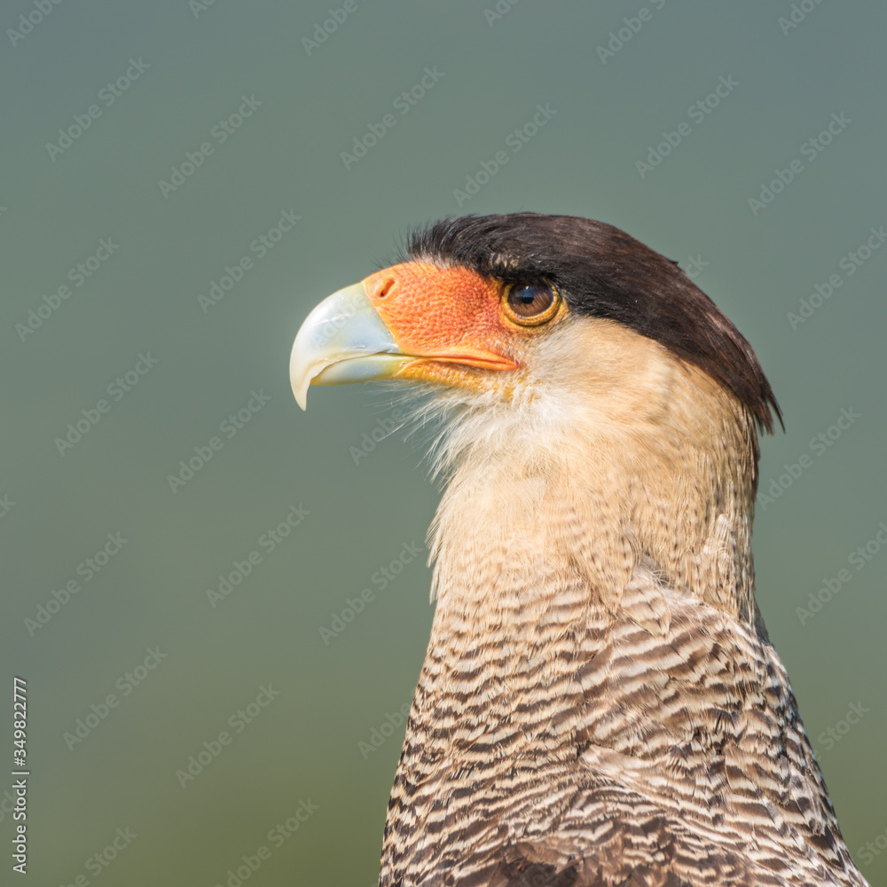 Caracara o carrancho norteño (Caracara cheriway) Caracara o carrancho norteño (Caracara cheriway)
