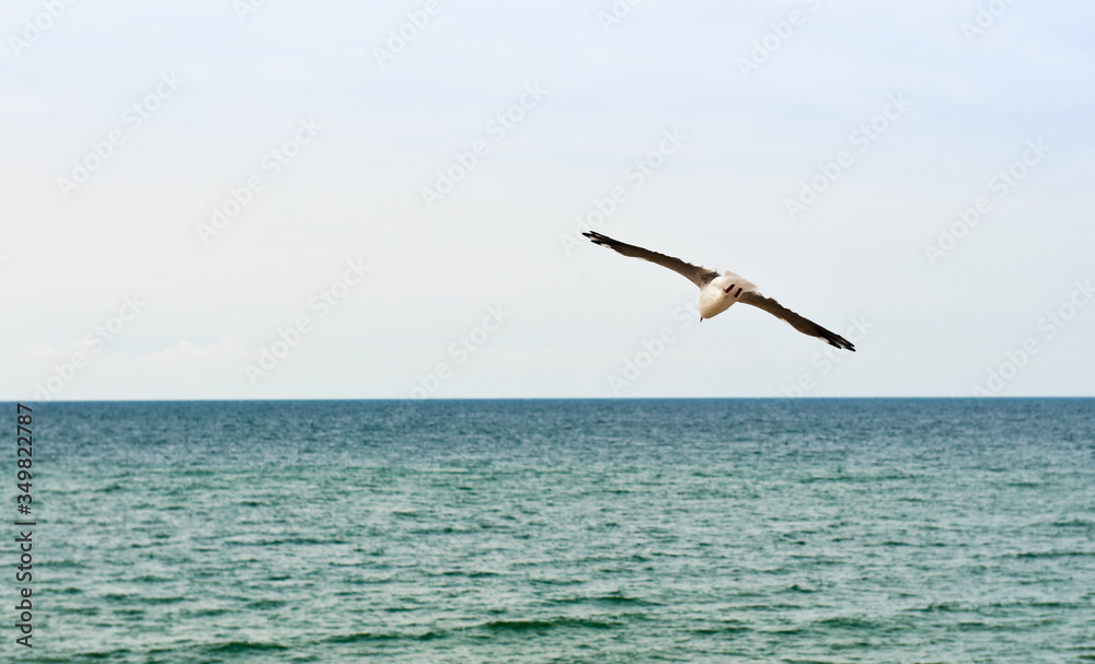 A seagull flies above the sea