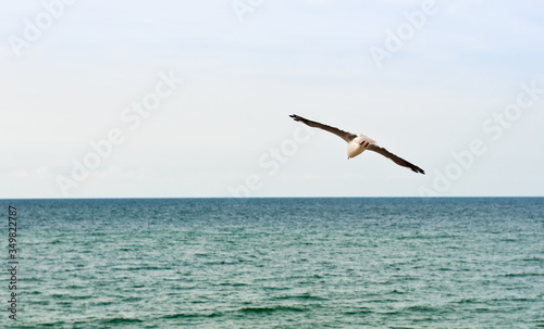 A seagull flies above the sea