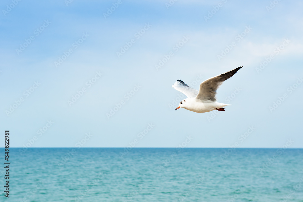 A seagull flies above the sea in sunny day, close up