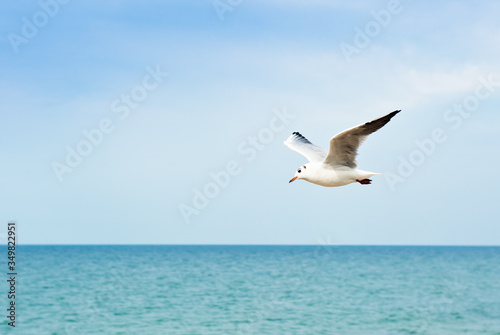 A seagull flies above the sea in sunny day  close up